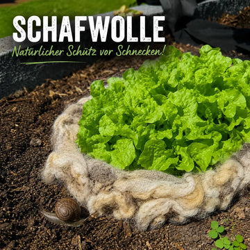 Azeigenbild Blogbeitrag Schafwolle 