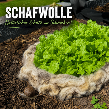 Azeigenbild Blogbeitrag Schafwolle 