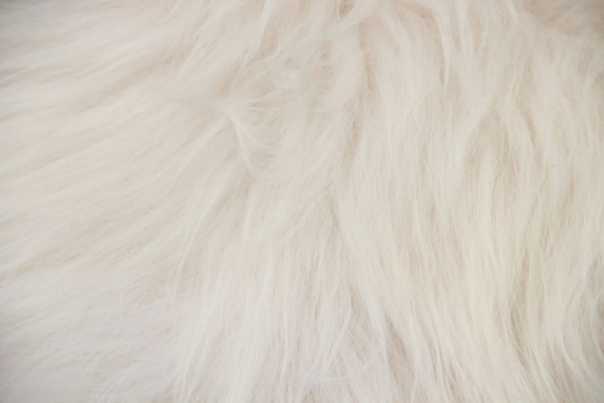 Heidschnucke Naturweiß