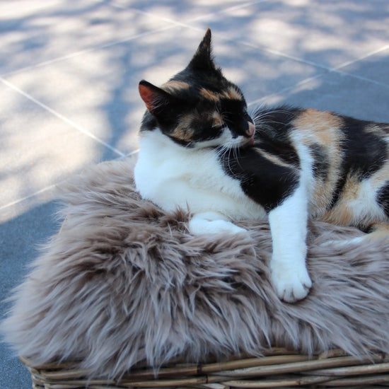 Lammfell Sitzauflage Eckig Taupe