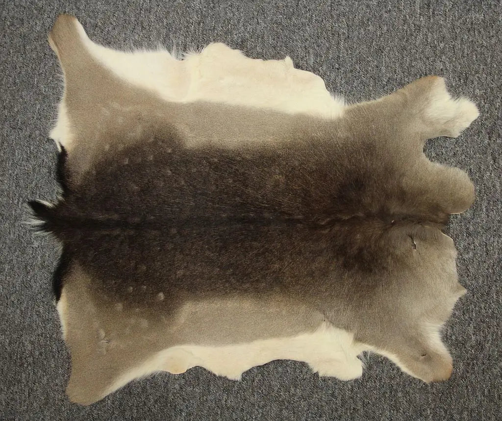 Damhirschdecke Hirschfell mit Fehler