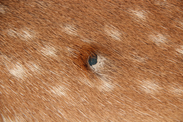 Damhirschdecke – Hirschfell naturbelassen, 2. Wahl