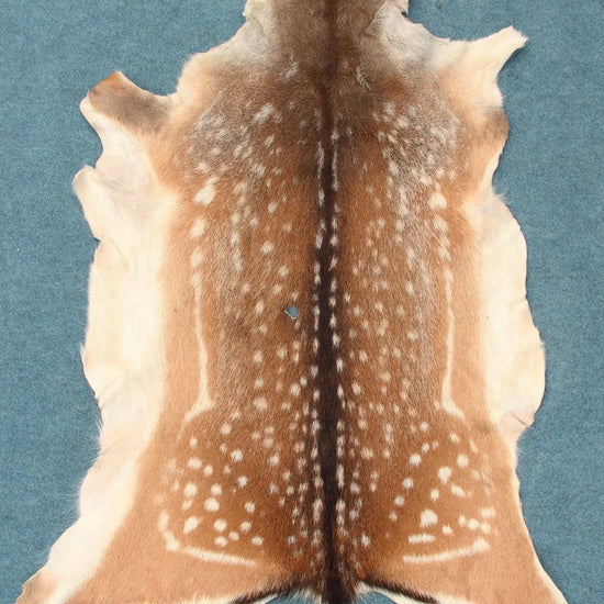 Damhirschdecke Hirschfell mit Fehler