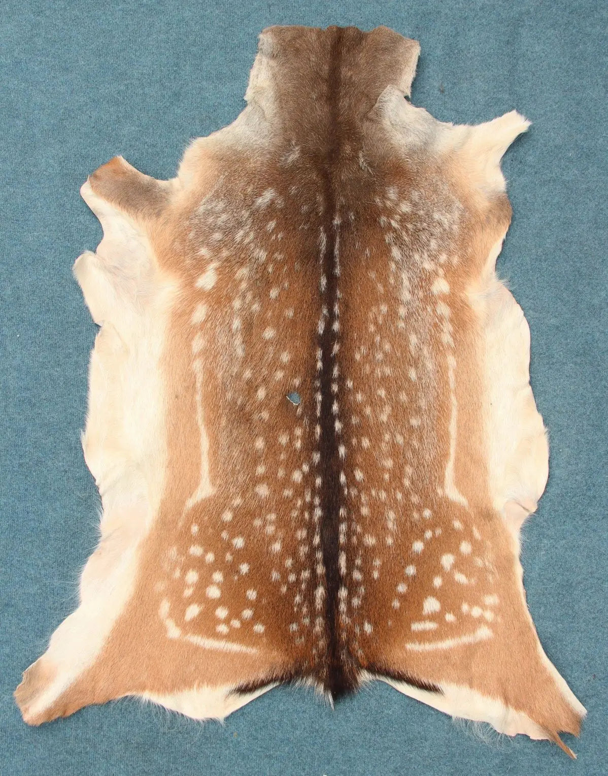 Damhirschdecke Hirschfell mit Fehler