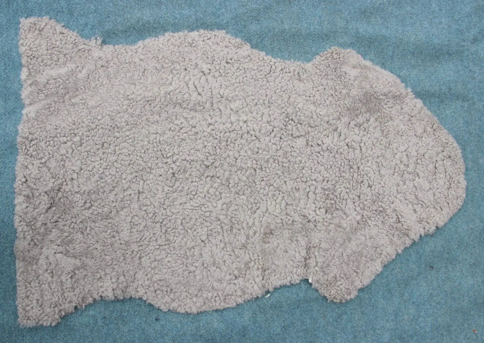 Lammfell Curly - Platin - (geschoren gelockt hellgrau)