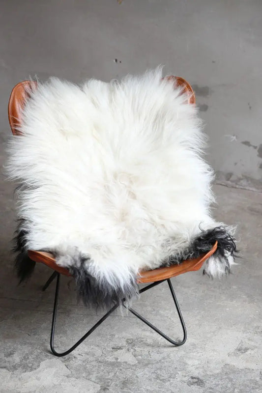 Heidschnucke Weiß mit brauner Unterwolle