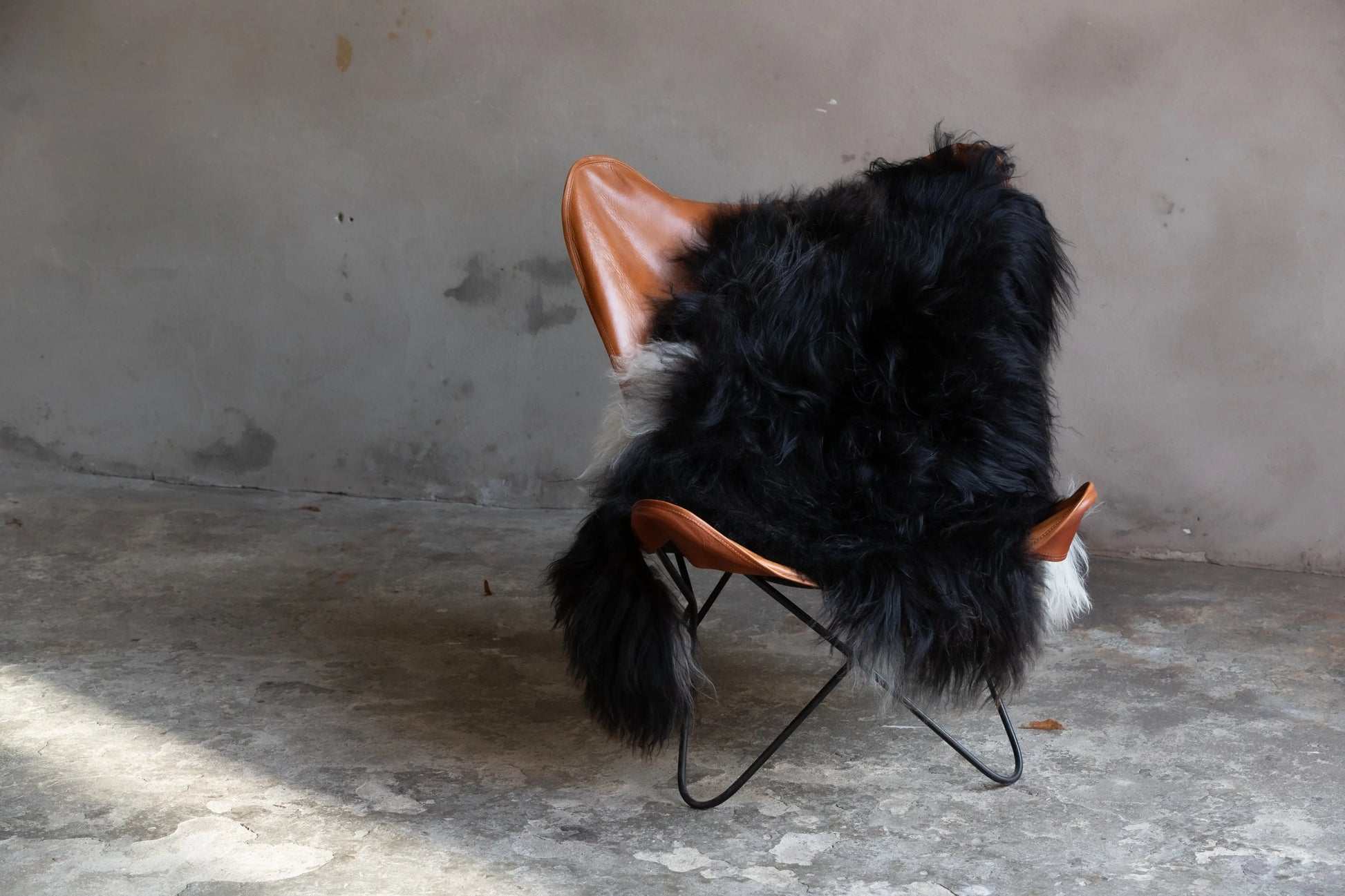 Heidschnucke Schwarz mit weißem Bauch