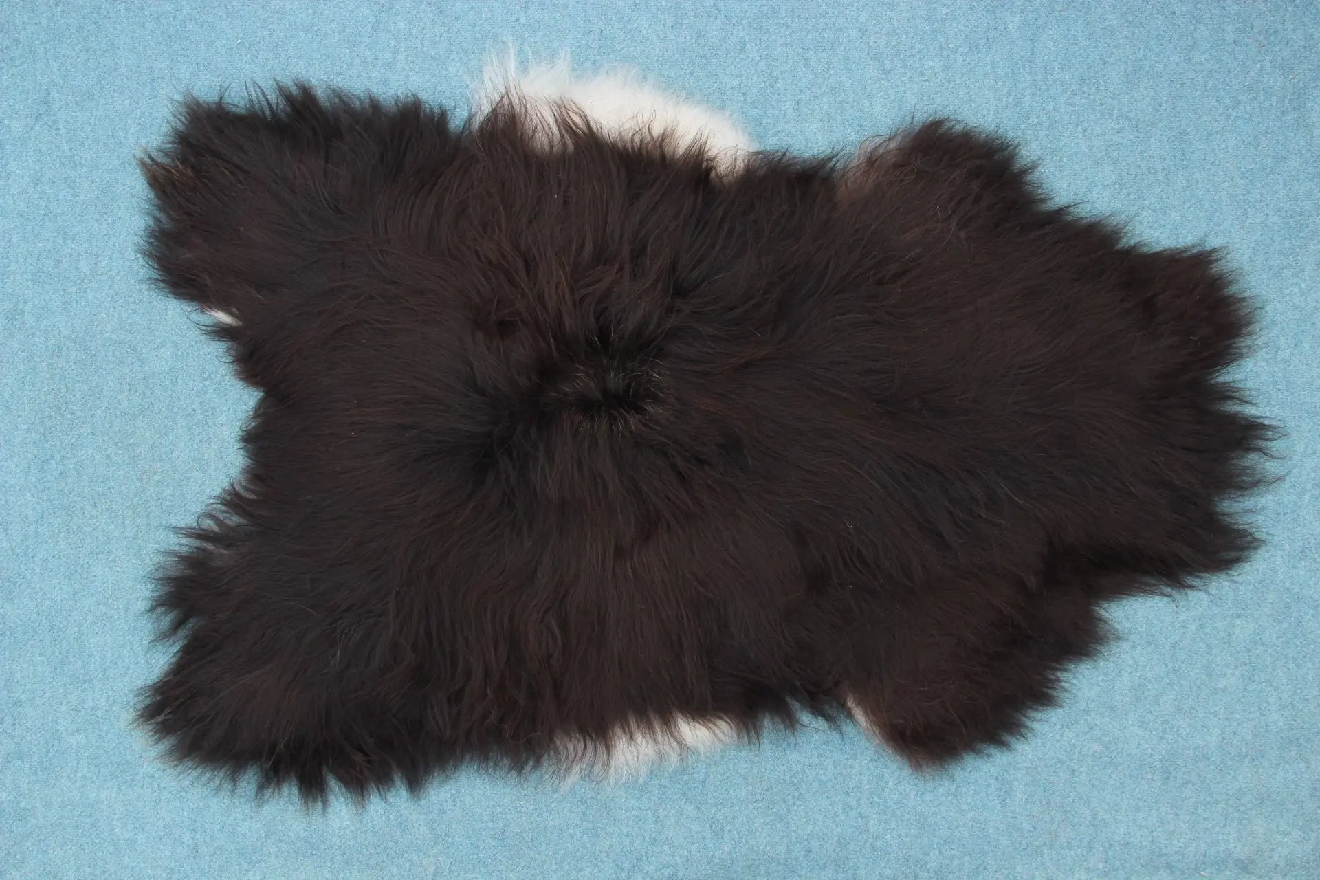 Heidschnucke Schwarz mit weißem Bauch