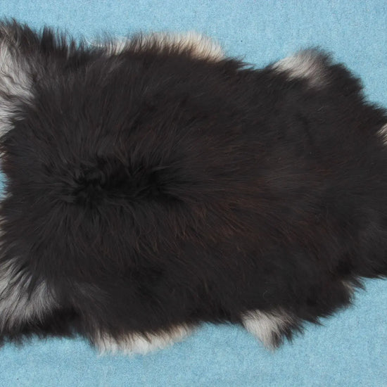 Heidschnucke Schwarz mit weißem Bauch