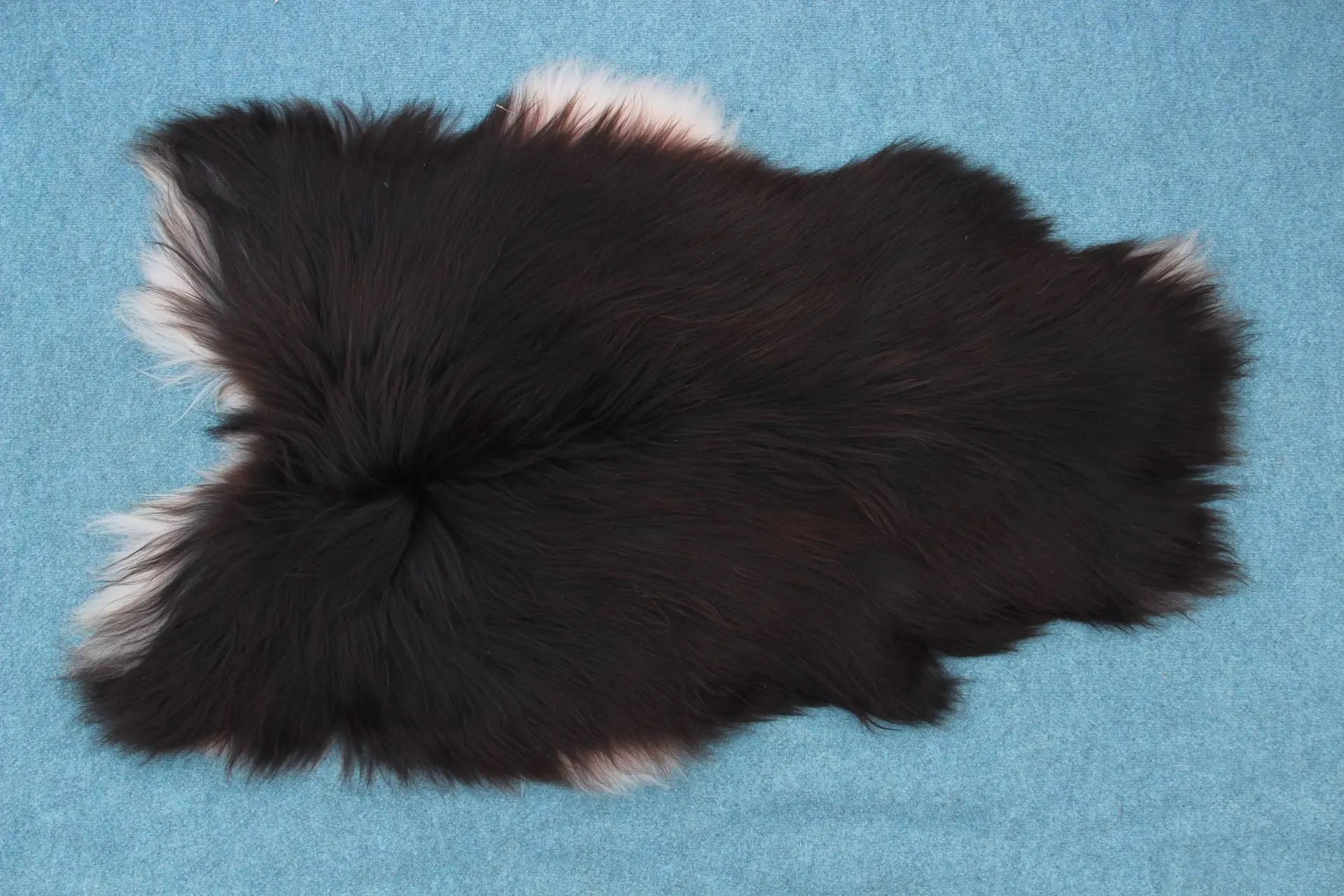 Heidschnucke Schwarz mit weißem Bauch