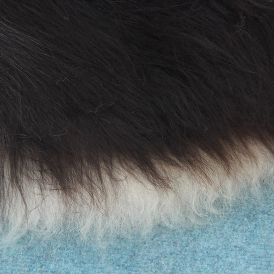 Heidschnucke Schwarz mit weißem Bauch