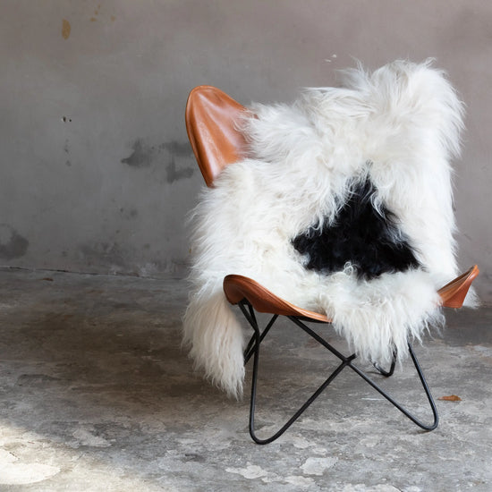 Heidschnucke Schwarz-Weiß