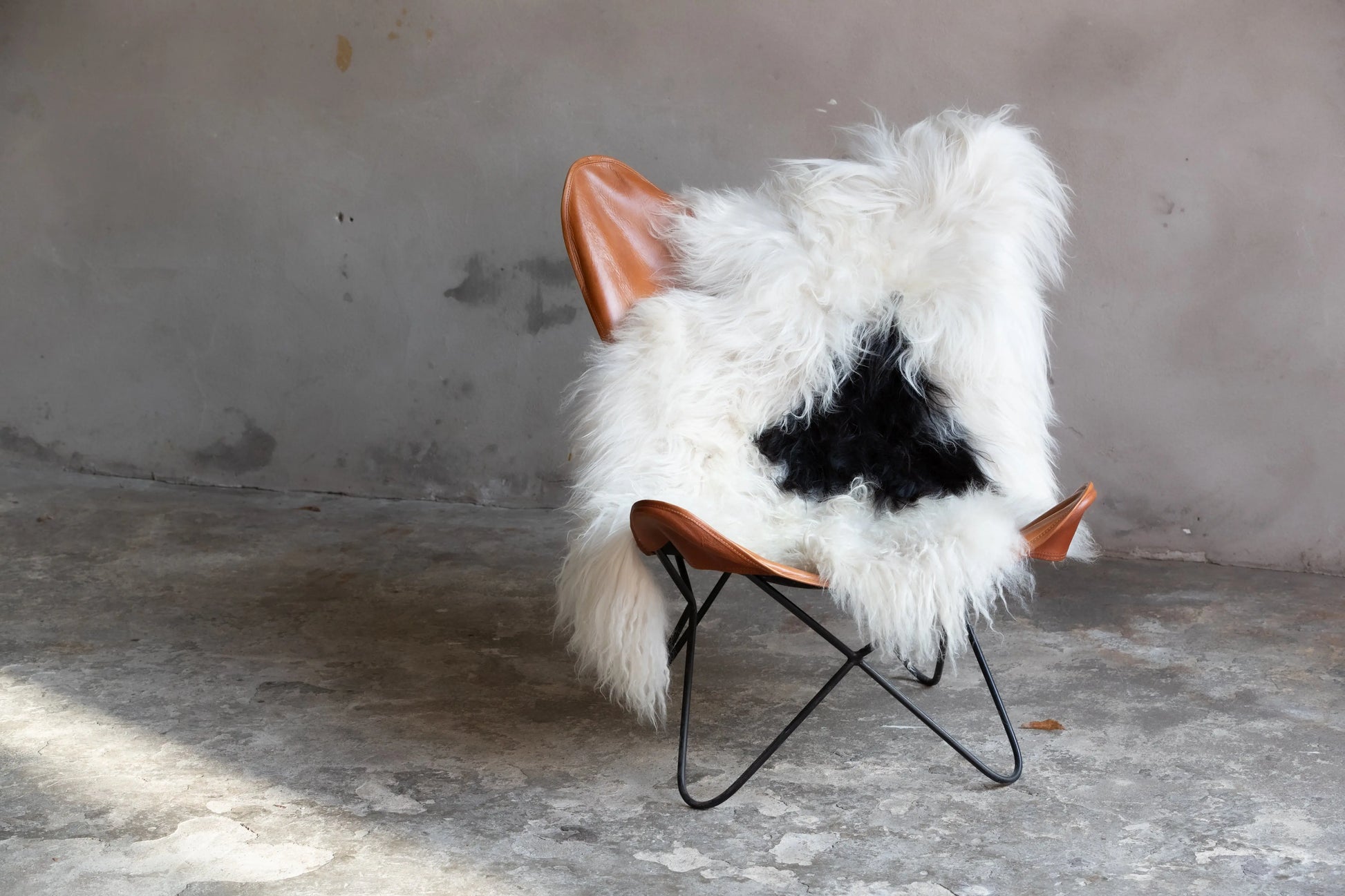 Heidschnucke Schwarz-Weiß