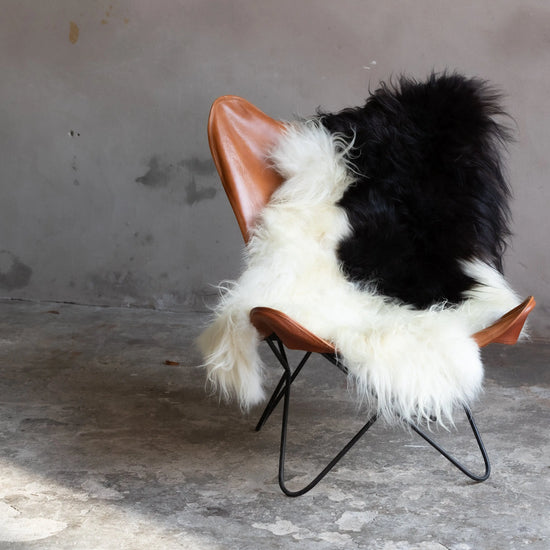 Heidschnucke Schwarz-Weiß