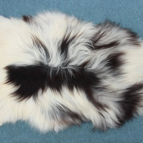 Heidschnucke Schwarz-Weiß