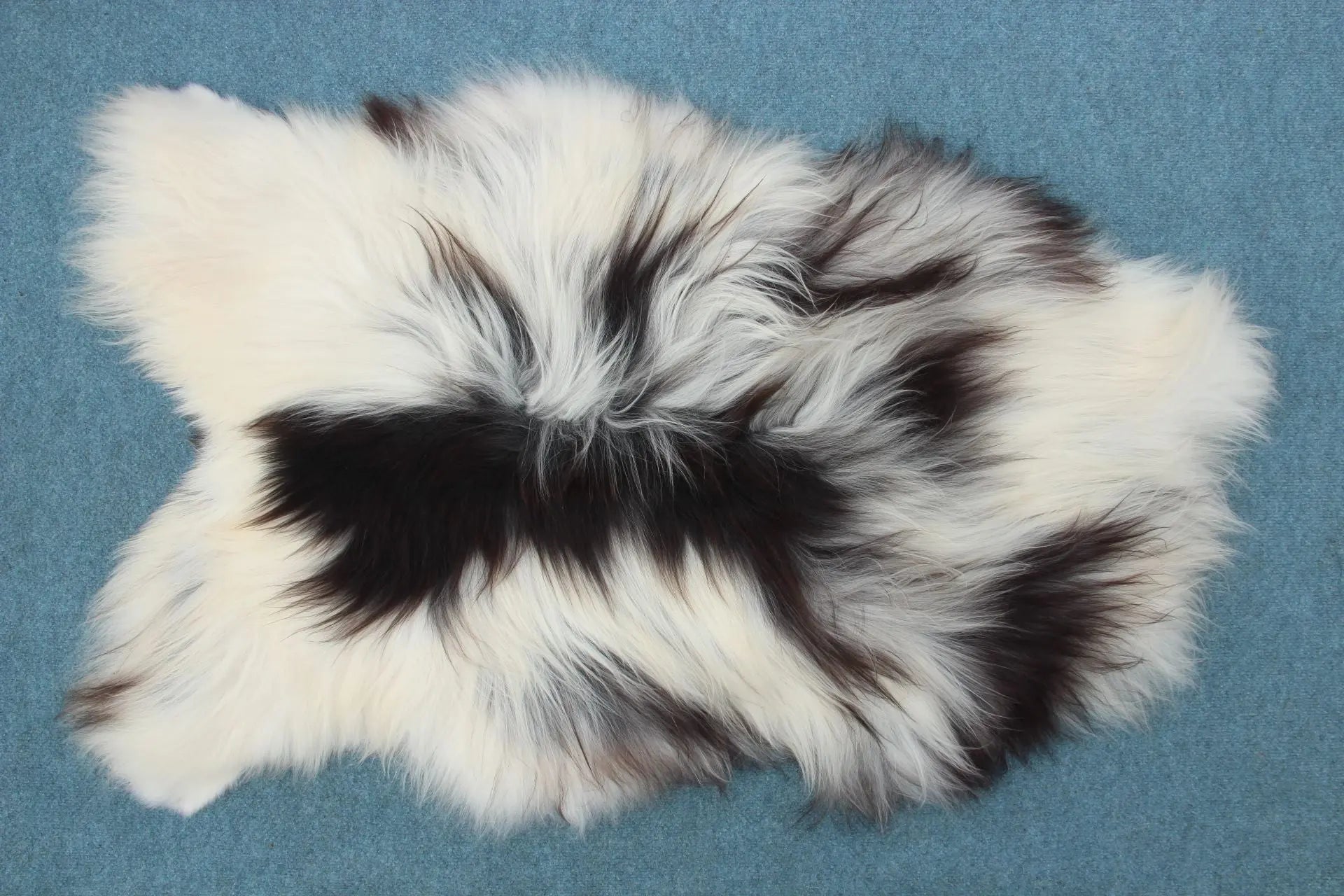 Heidschnucke Schwarz-Weiß