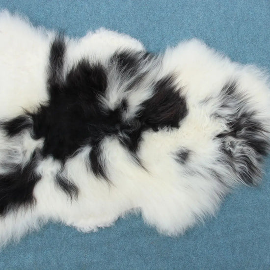 Heidschnucke Schwarz-Weiß