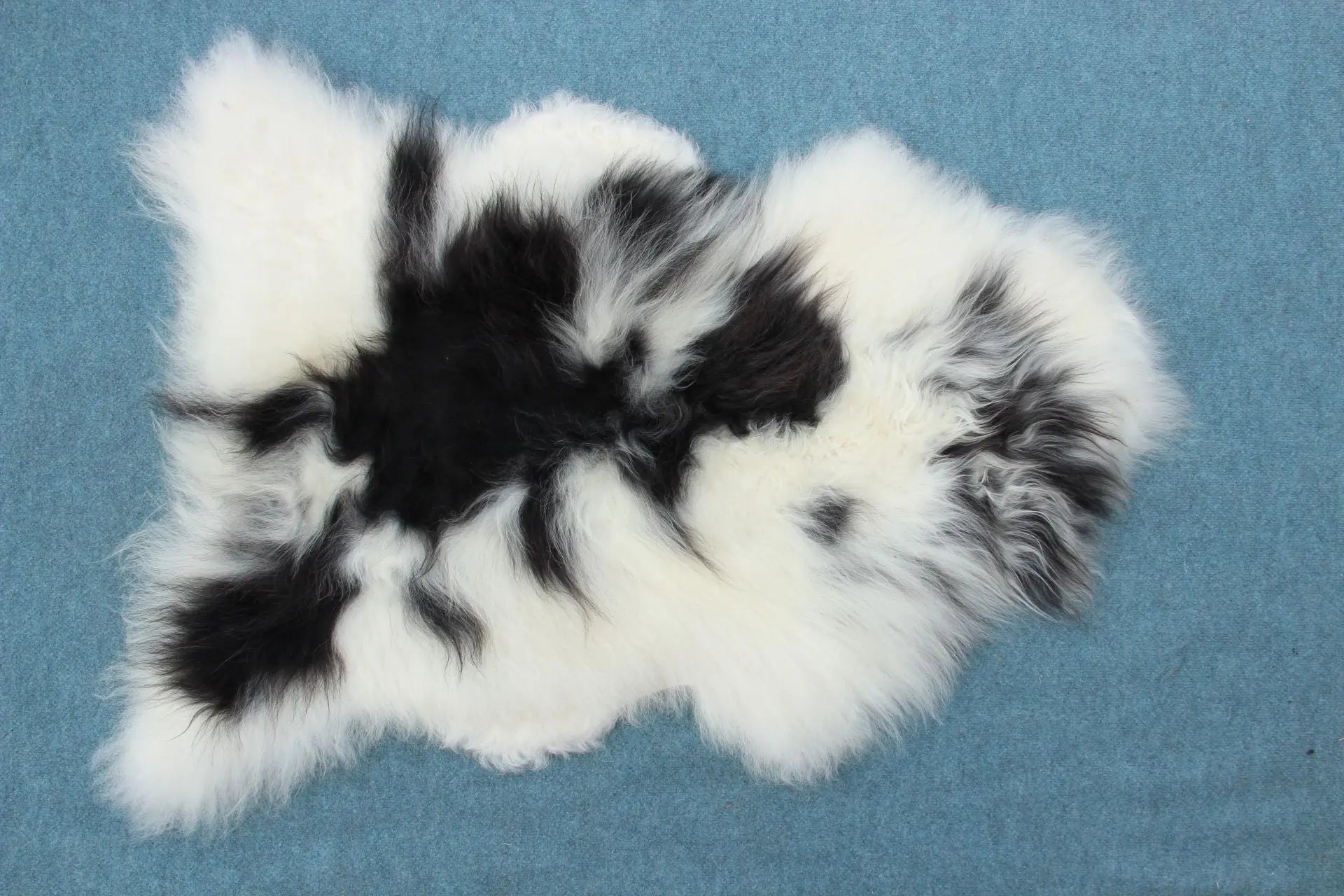 Heidschnucke Schwarz-Weiß