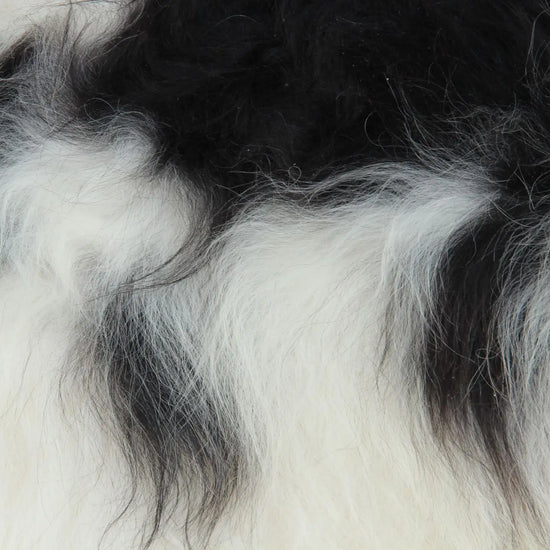 Heidschnucke Schwarz-Weiß