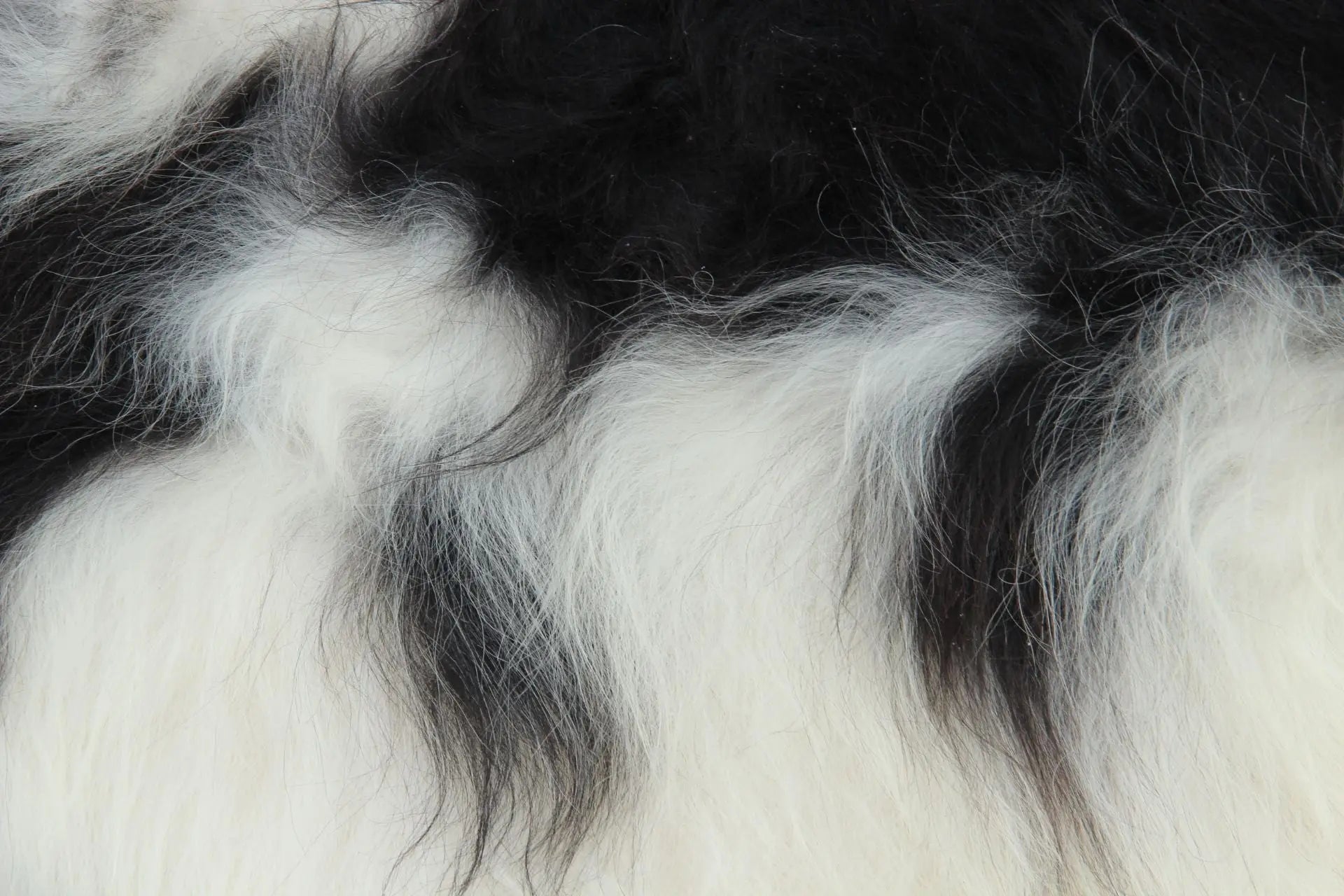 Heidschnucke Schwarz-Weiß