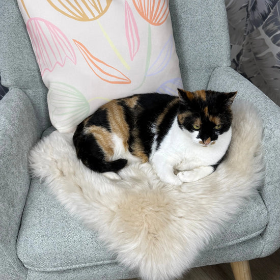 Lammfell Sitzauflage Eckig Perl auf Stuhl - Anwendungsbeispiel mit Katze