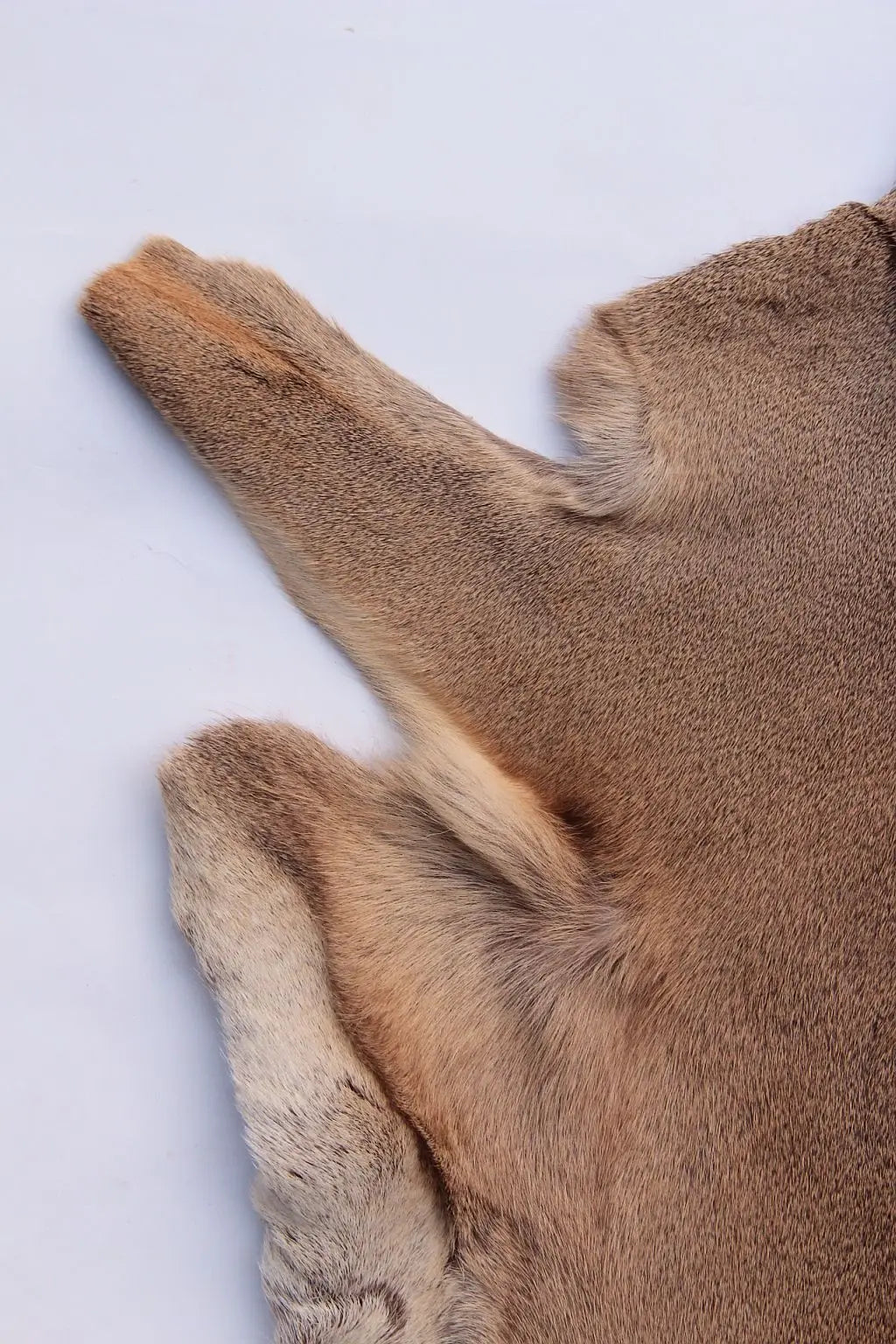 Rehdecke Rehfell 1. Wahl (Winterfell)