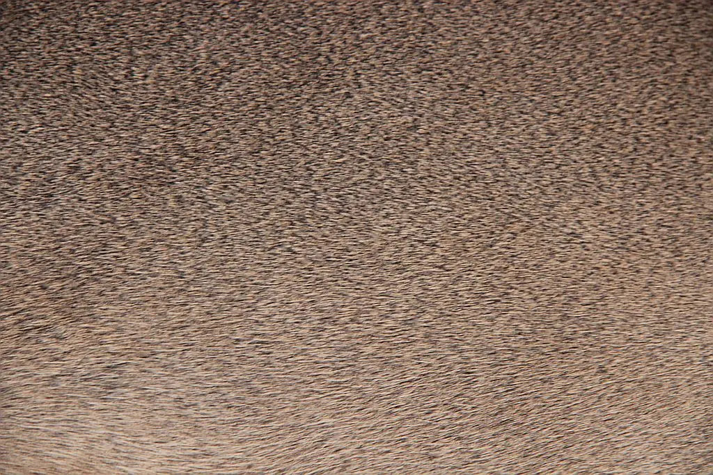 Rehdecke Rehfell 1. Wahl (Winterfell)