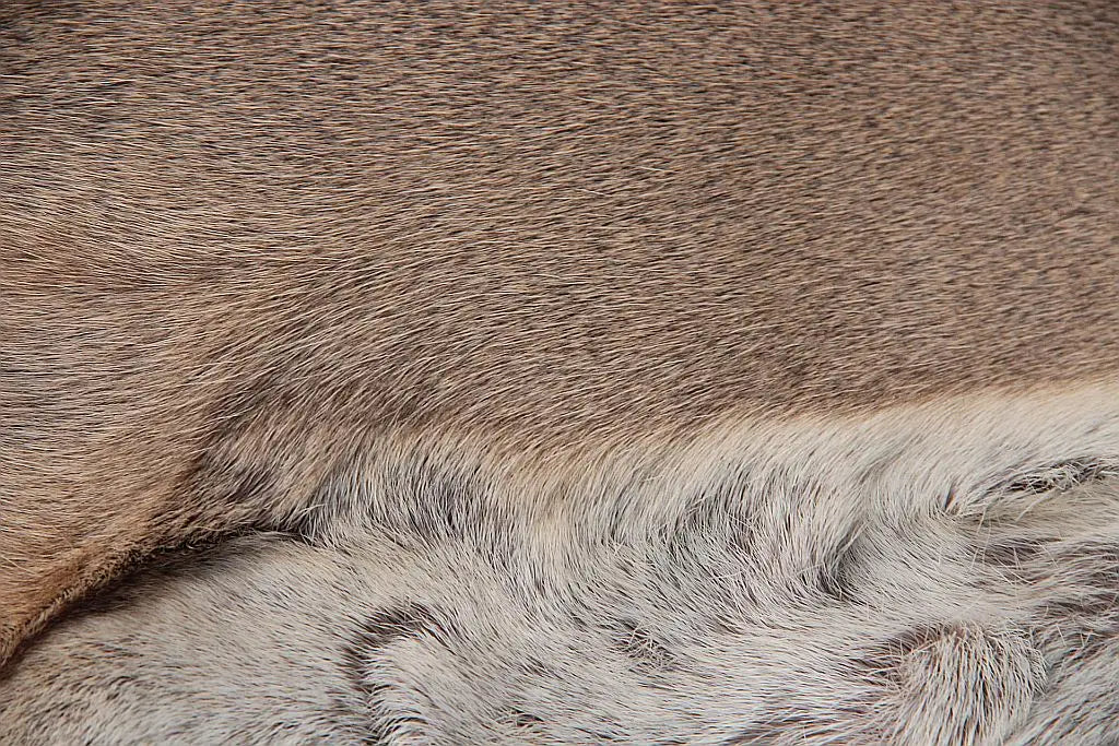 Rehdecke Rehfell 1. Wahl (Winterfell)