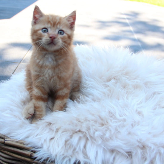 Lammfell Sitzauflage Eckig Perl