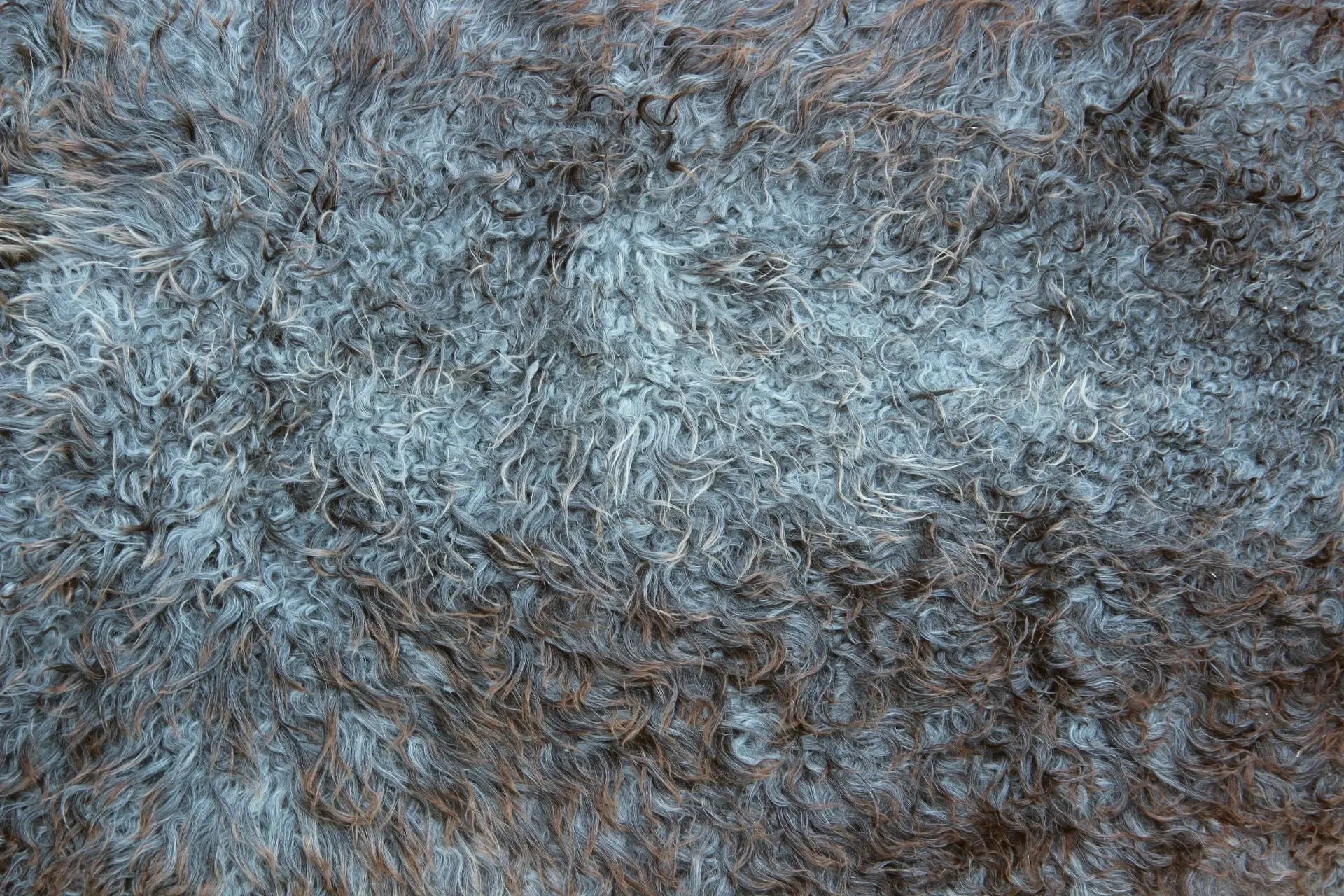 Gotland Schaffell (211)