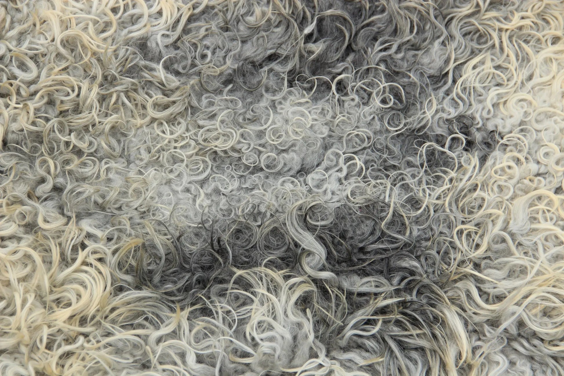 Gotland Schaffell (222)