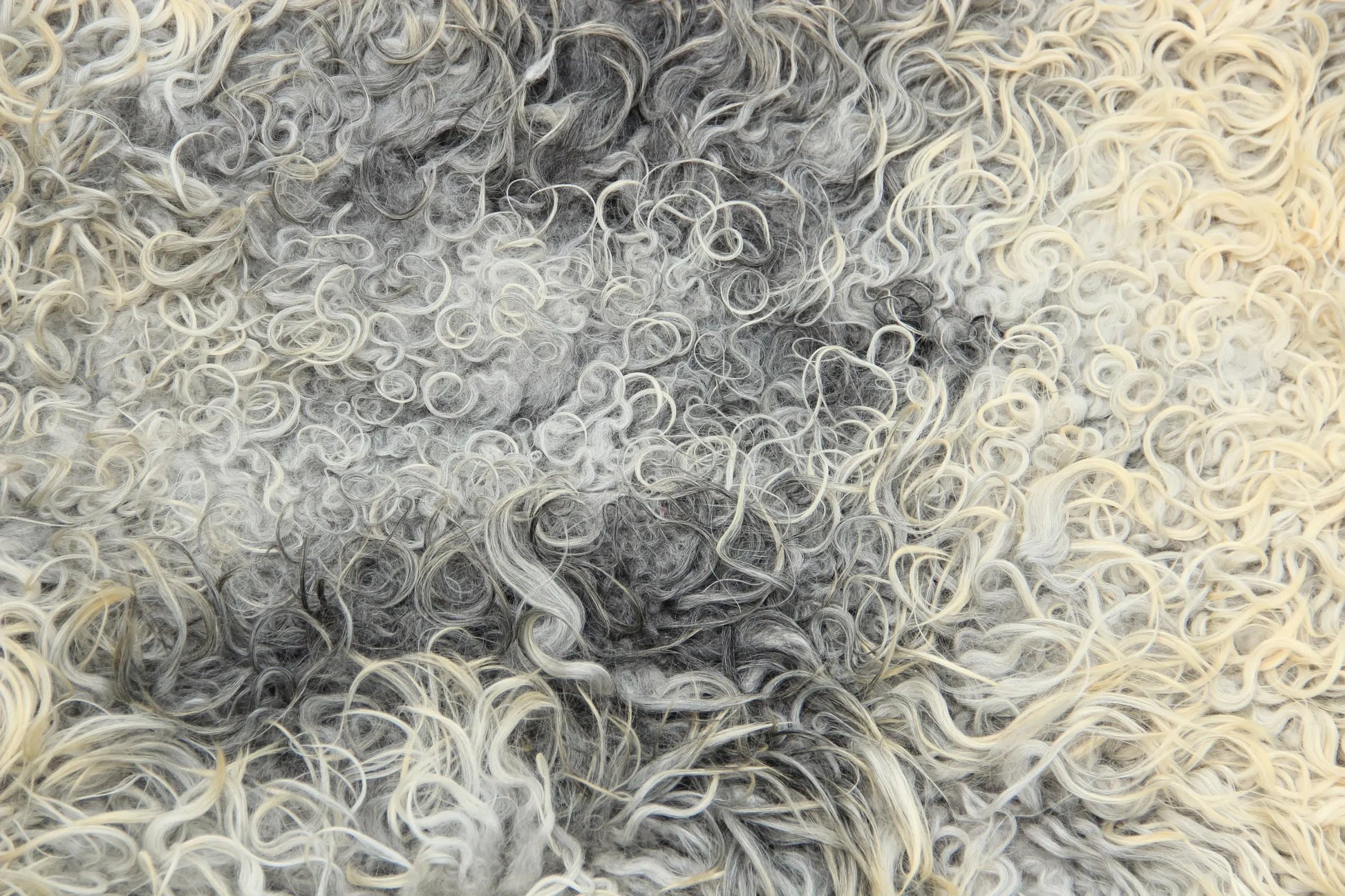 Gotland Schaffell (222)