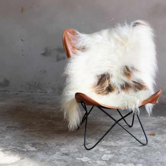 Heidschnucke Weiß mit Braunen Punkten