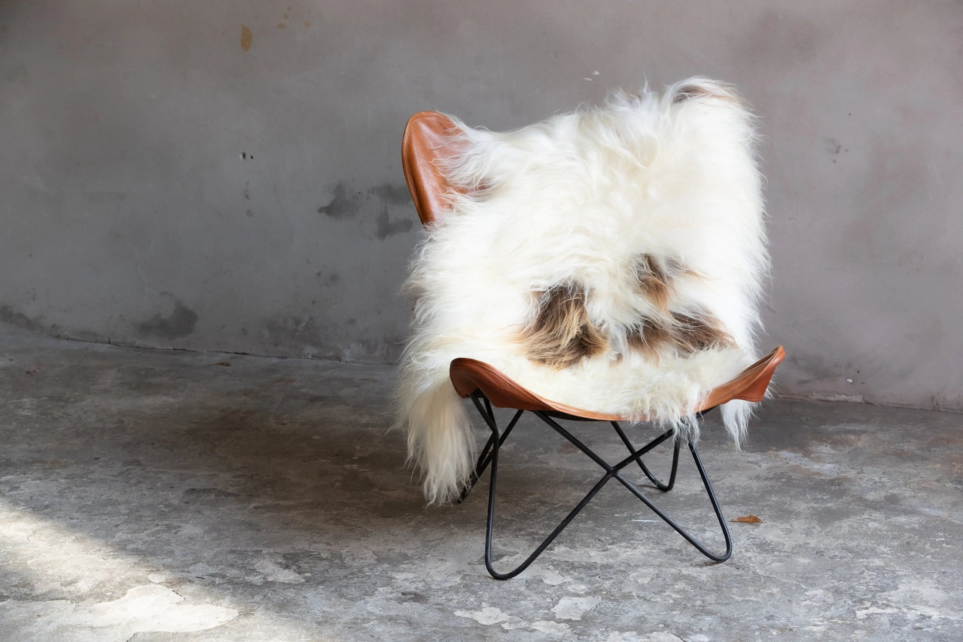 Heidschnucke Weiß mit Braunen Punkten