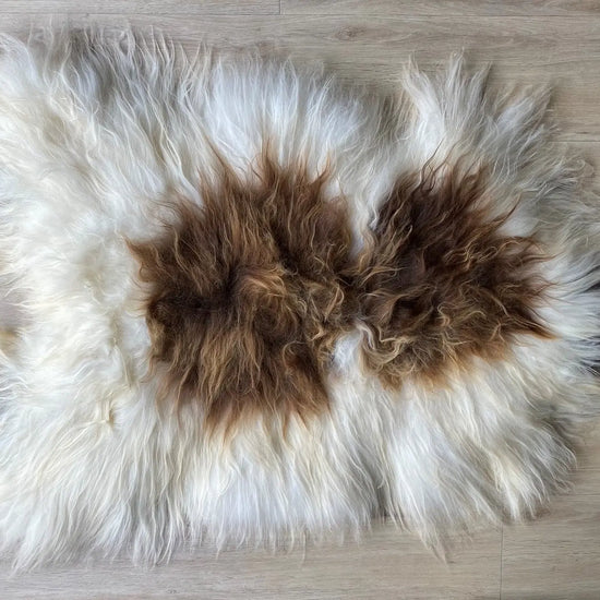 Heidschnucke Weiß mit Braunen Punkten