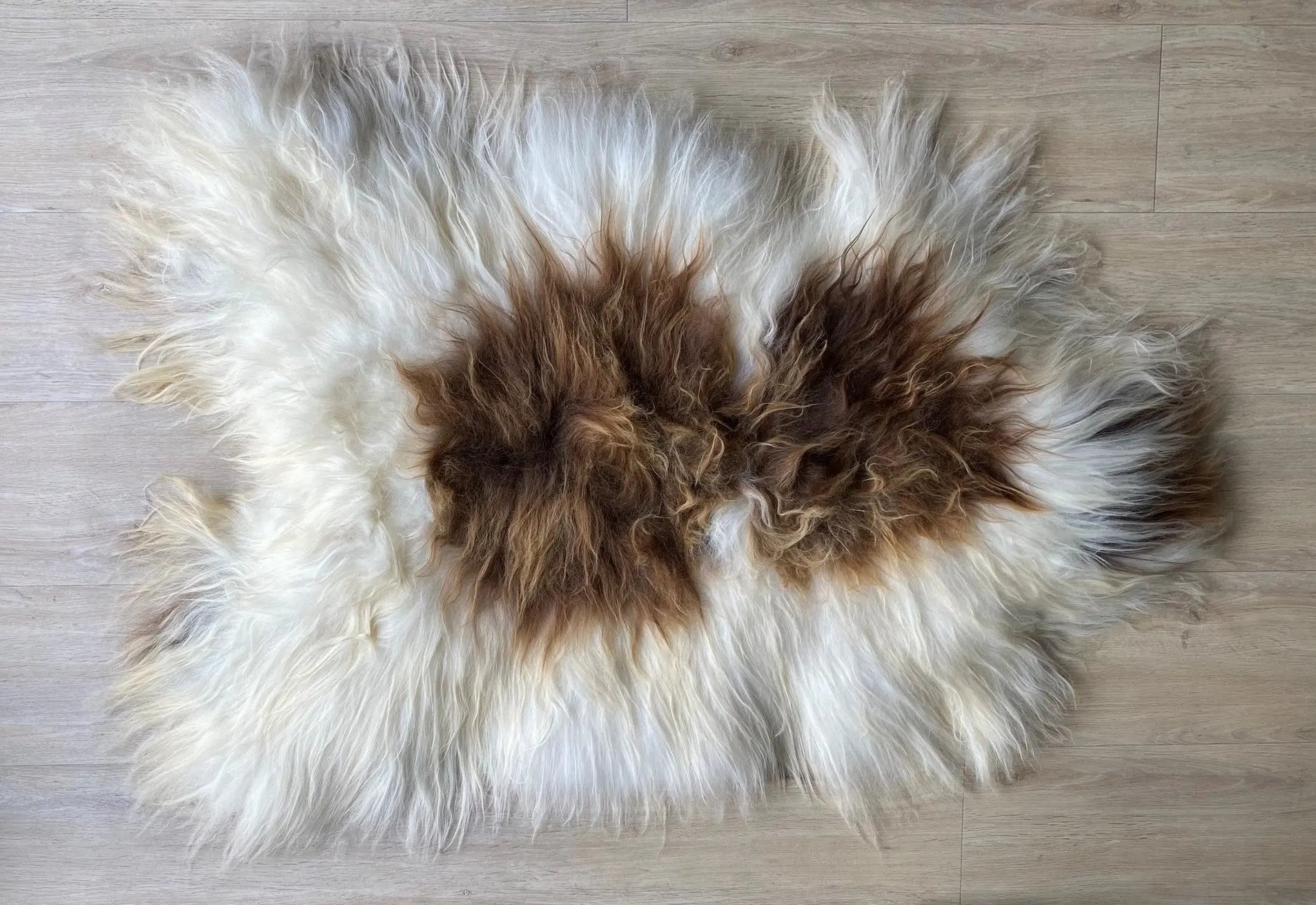 Heidschnucke Weiß mit Braunen Punkten