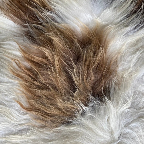 Heidschnucke Weiß mit Braunen Punkten