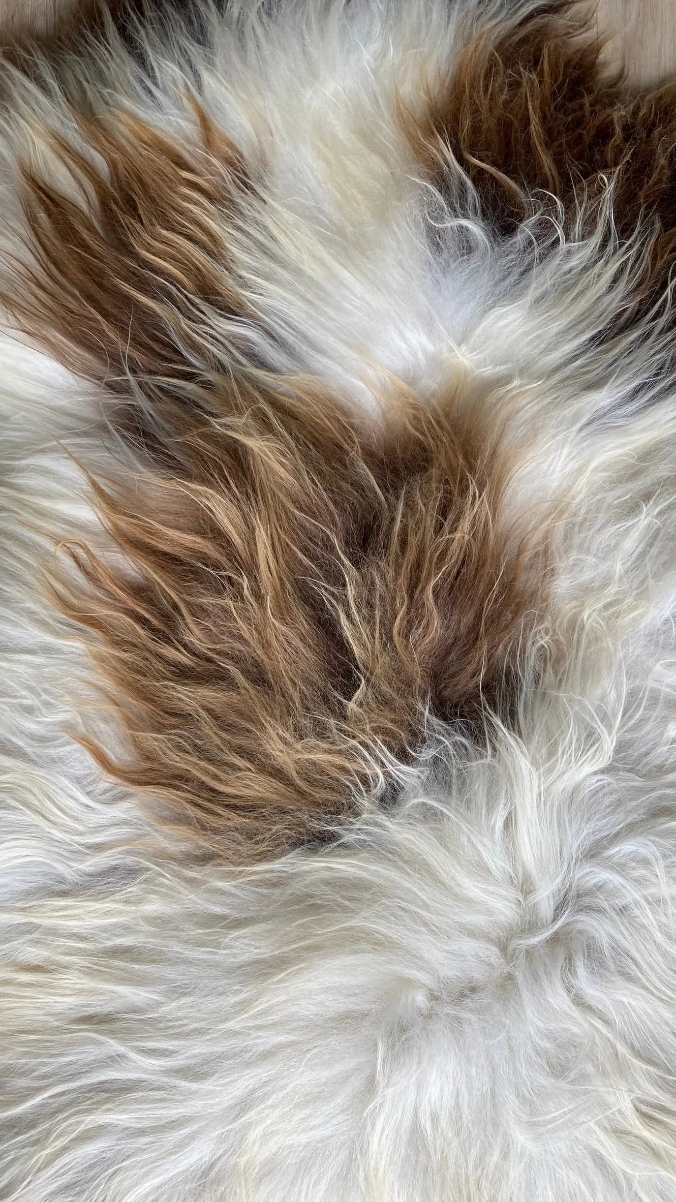 Heidschnucke Weiß mit Braunen Punkten