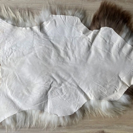 Heidschnucke Weiß mit Braunen Punkten