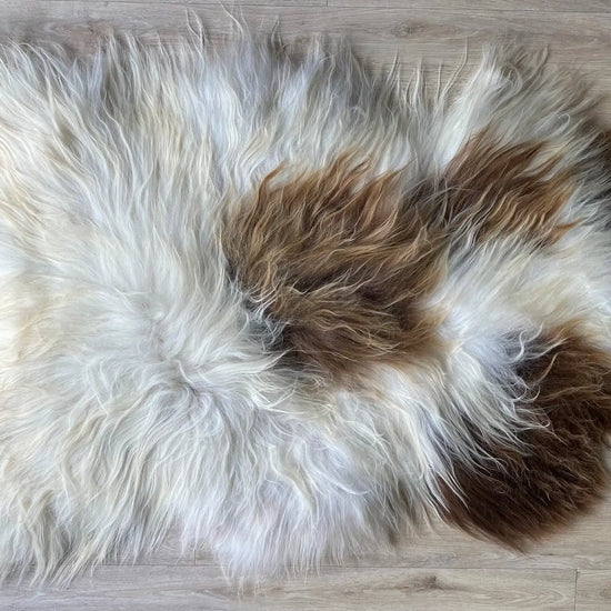 Heidschnucke Weiß mit Braunen Punkten