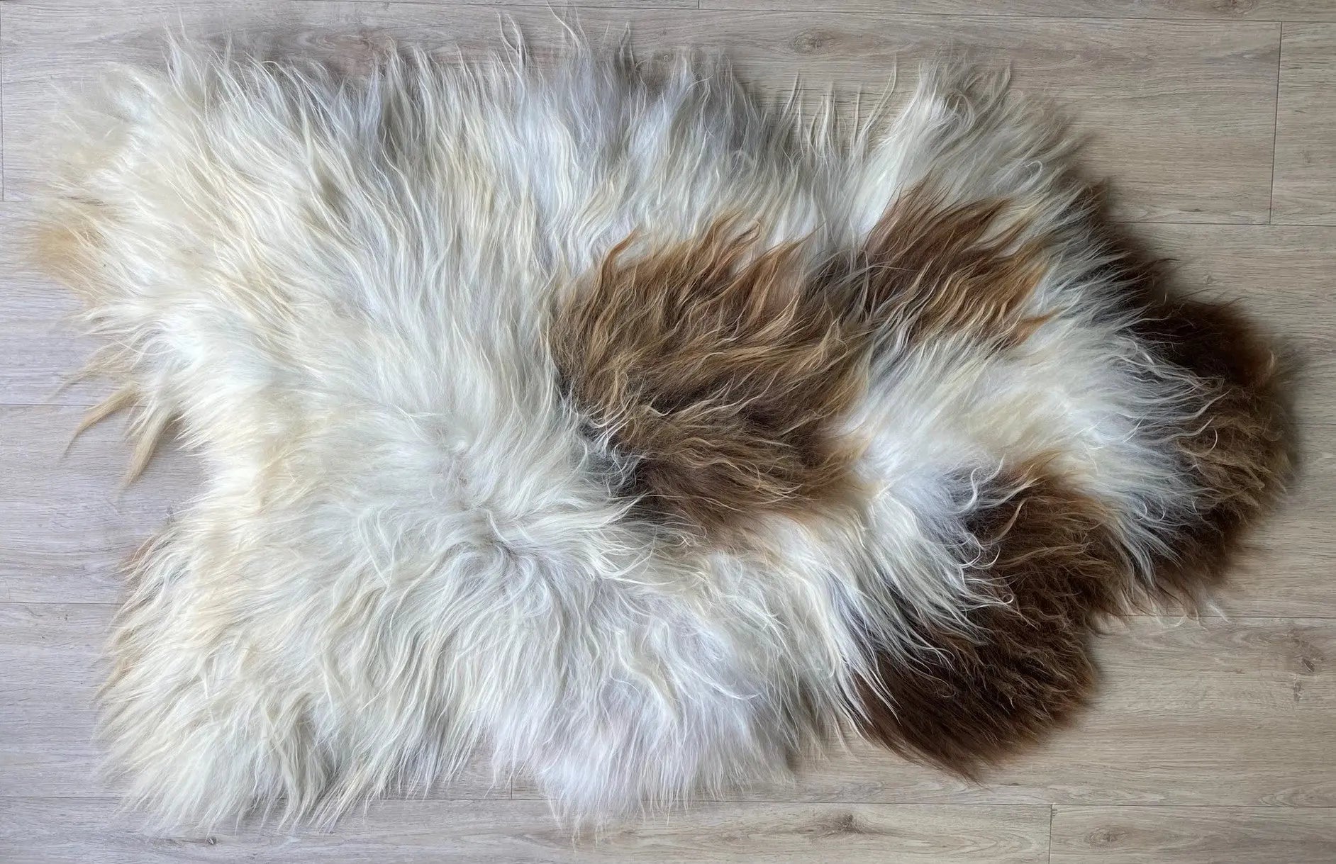 Heidschnucke Weiß mit Braunen Punkten