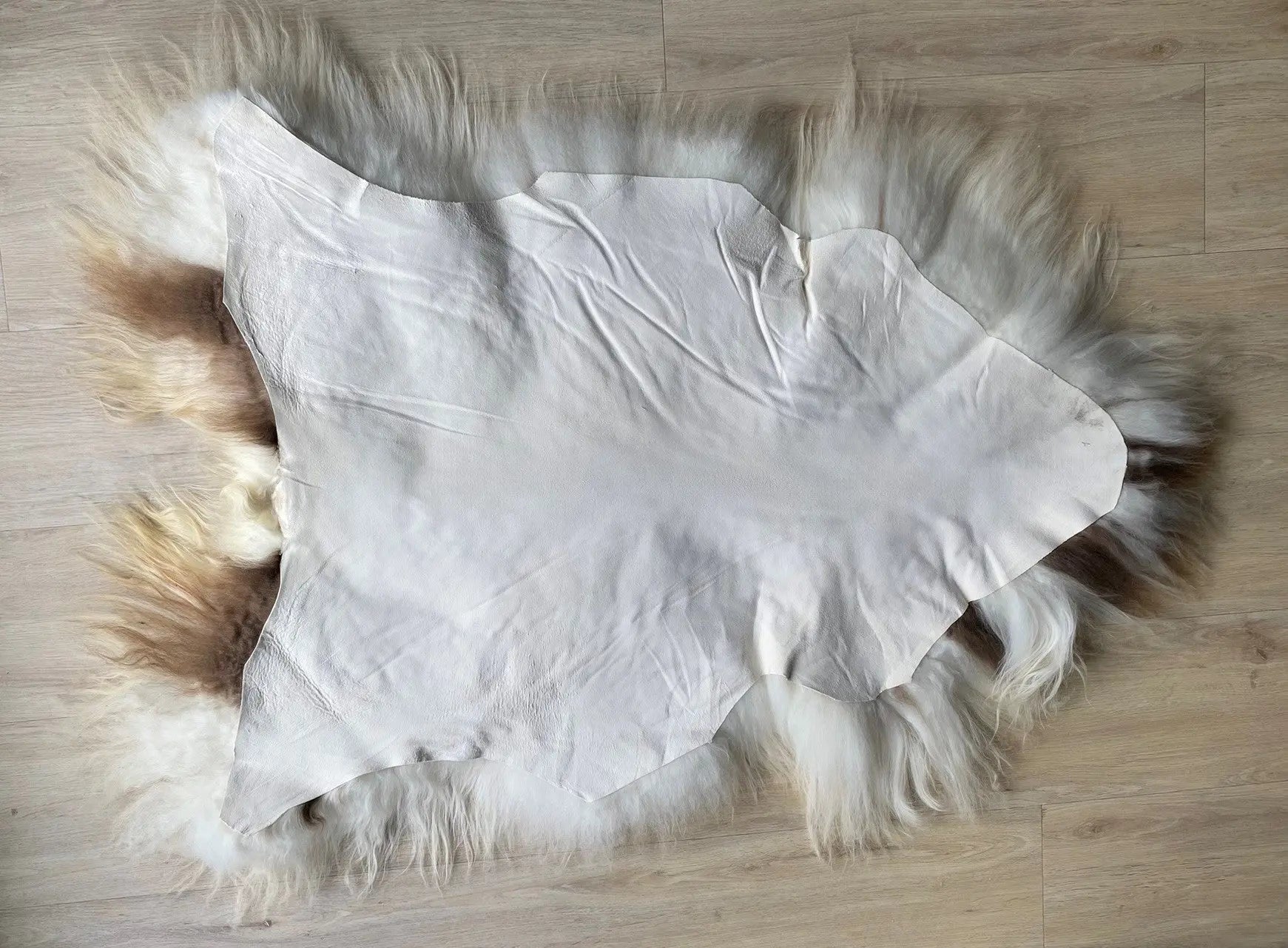 Heidschnucke Weiß mit Braunen Punkten