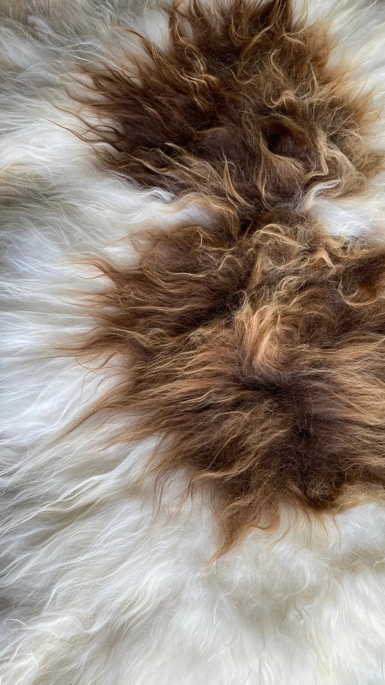 Heidschnucke Weiß mit Braunen Punkten