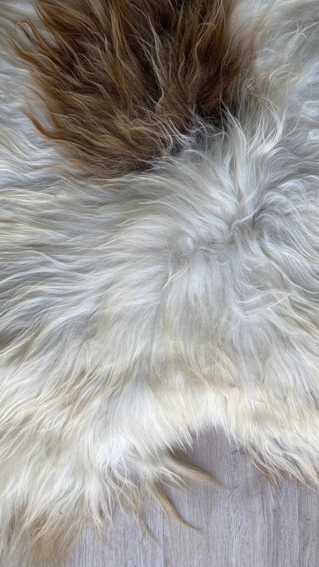 Heidschnucke Weiß mit Braunen Punkten