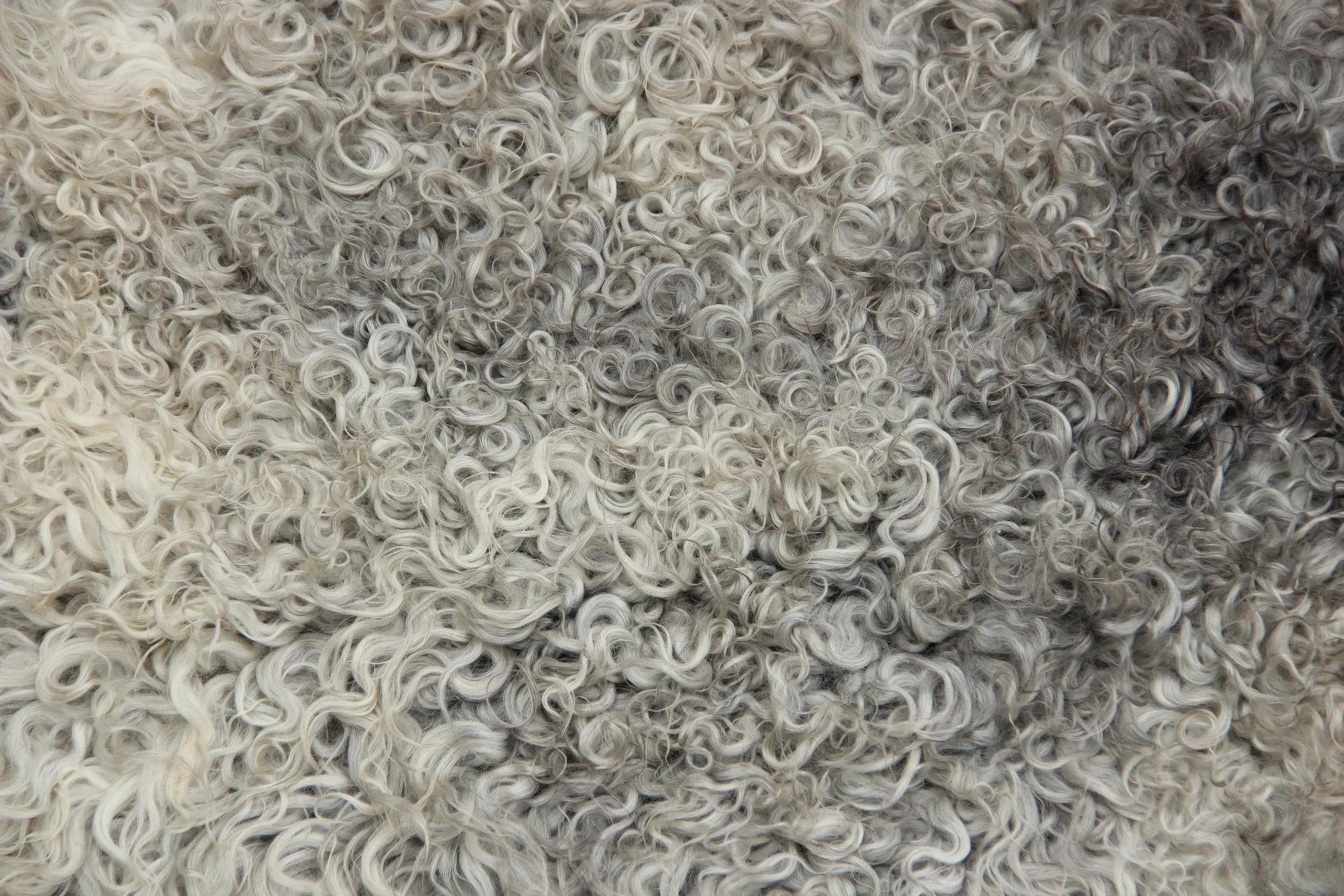 Gotland Schaffell (238)