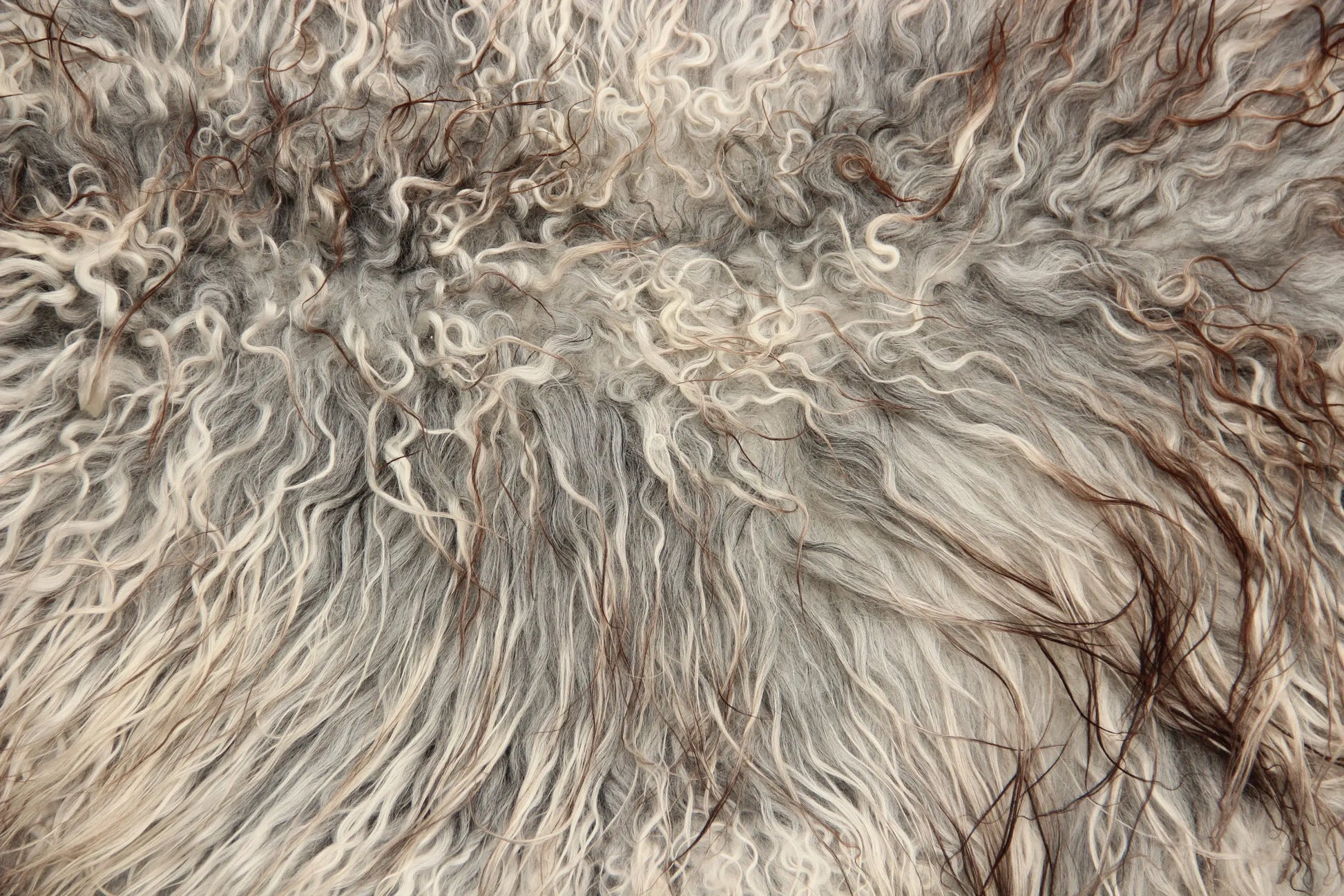 Gotland Schaffell (241)