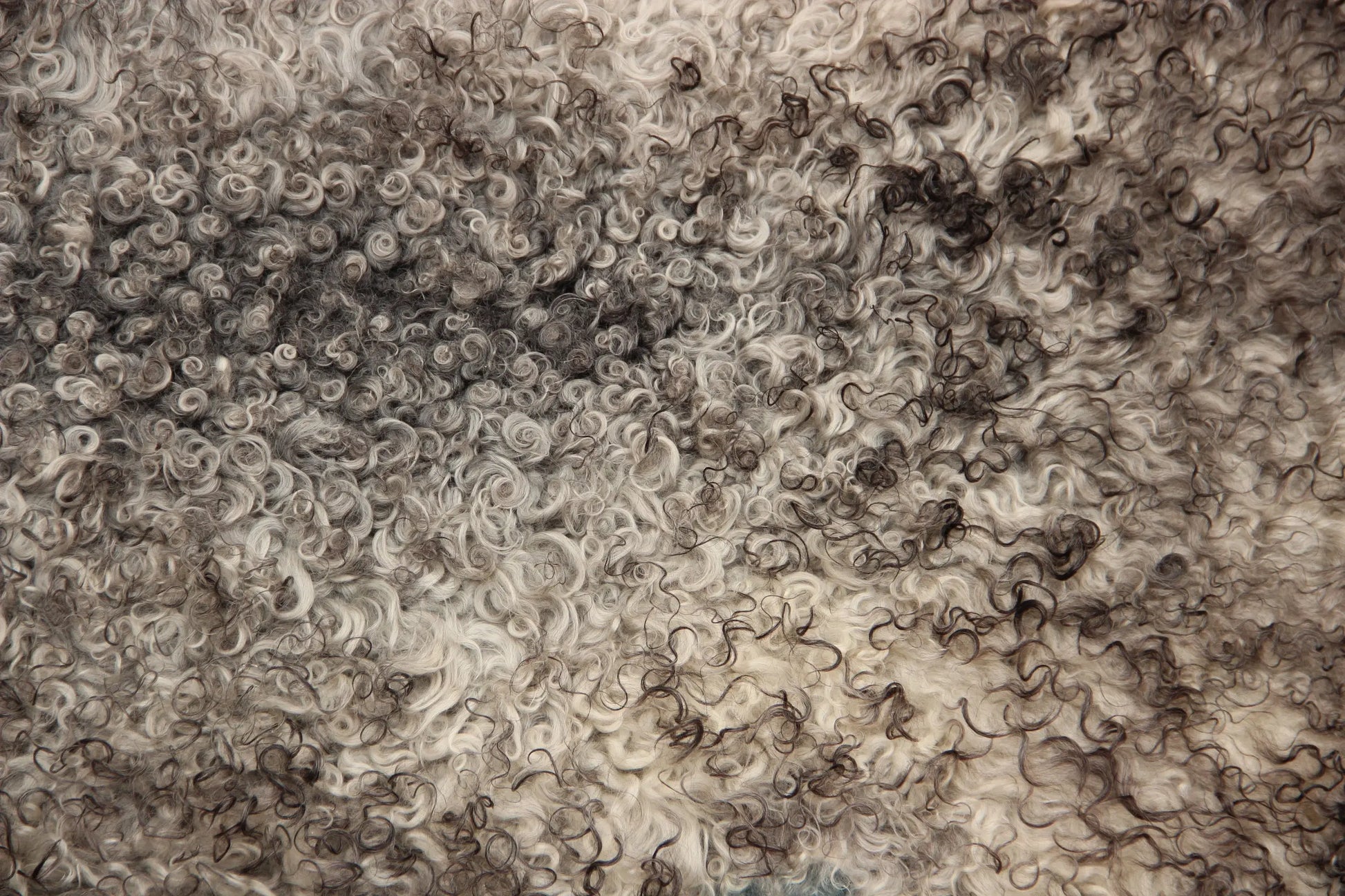 Gotland Schaffell (248)