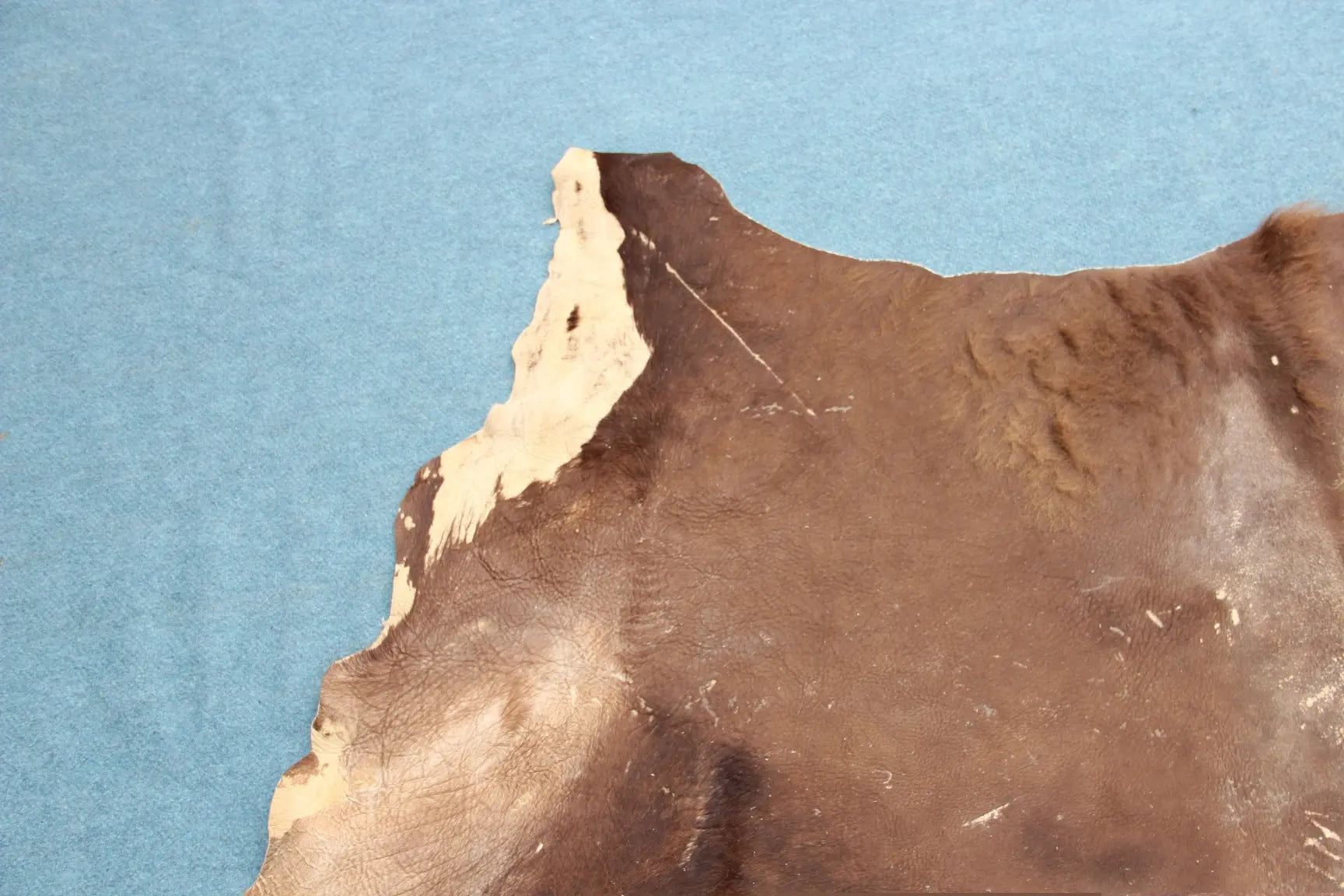 Deutsches Bisonfell (105)