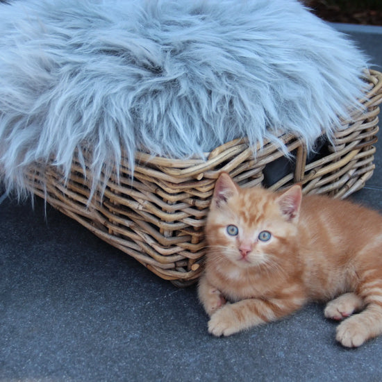 Lammfell Sitzauflage Rund Silber (grau)