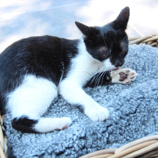 Lammfell Sitzauflage Curly Rund Grau